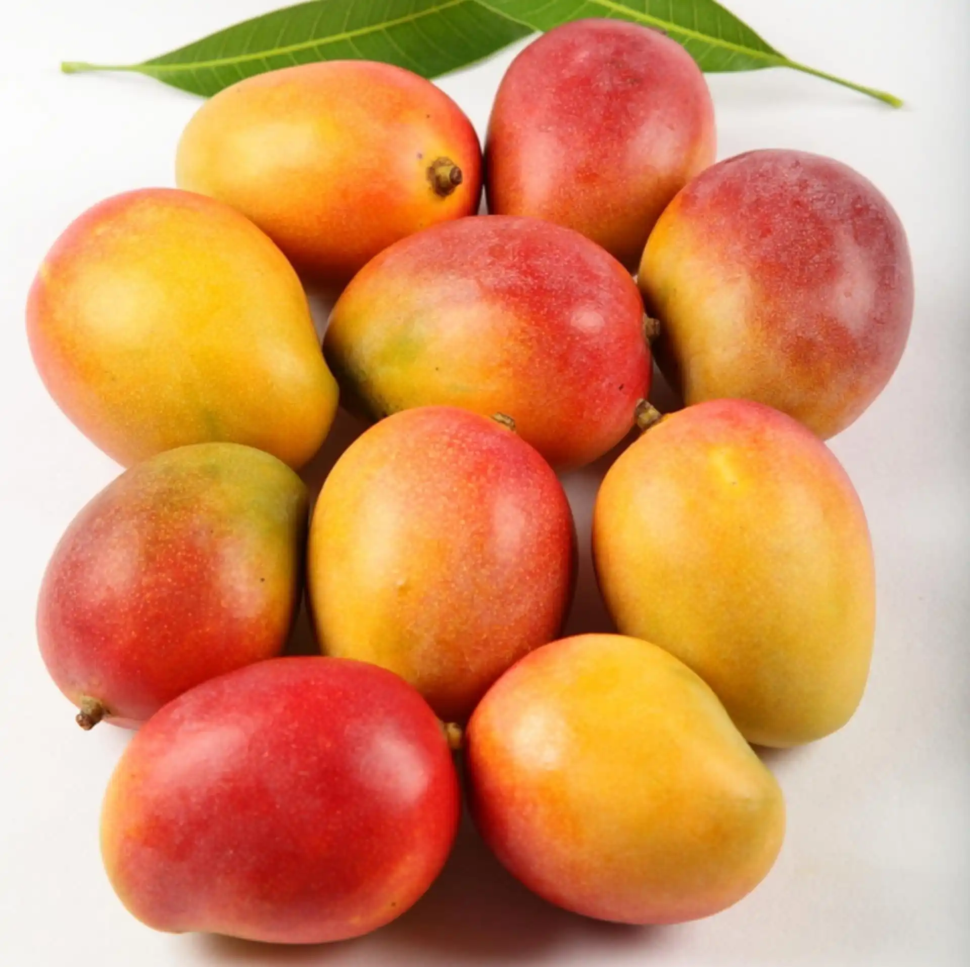 Pusa Shrestha Mango (પુસા શ્રેષ્ઠા કેરી)